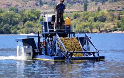 UBC Okanagan study to investigate where Eurasian watermilfoil occurs in lakes