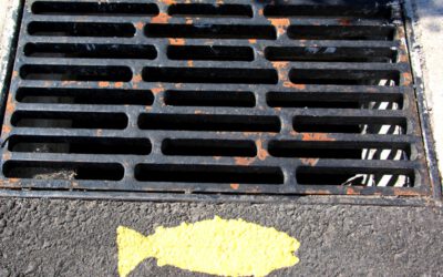 Yellow Fish Painting cancelled due to warm weather