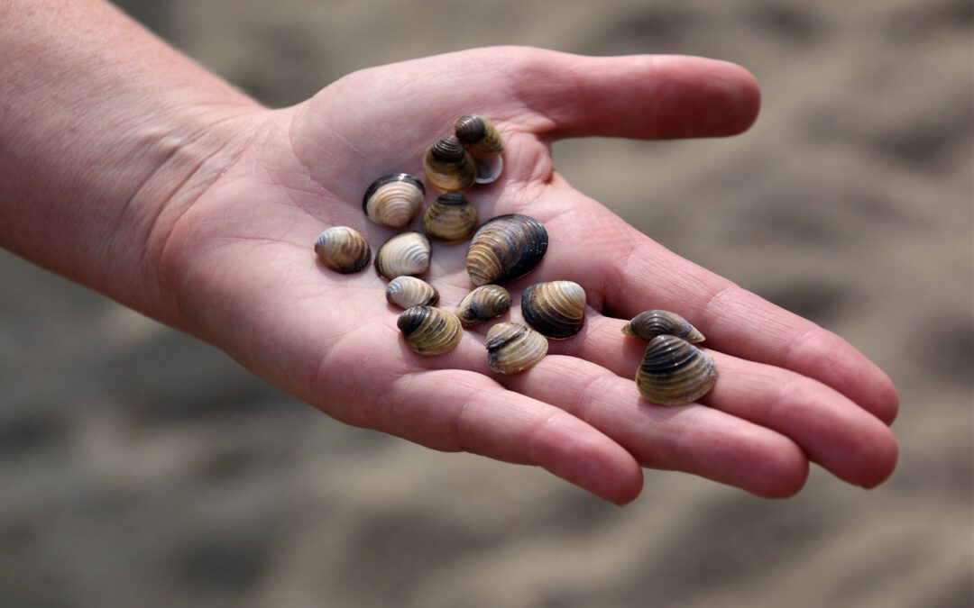 Invasive Clam Shells in Hand: Photo Credit Neil Bousquet