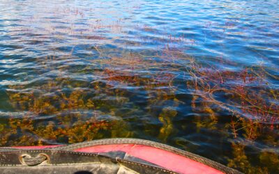 Invasive milfoil cleanup delayed in Osoyoos Lake due to low water levels