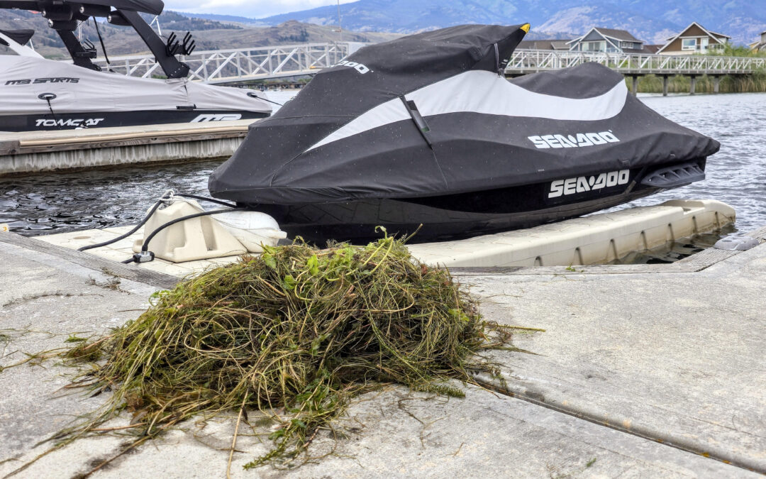 Milfoil ladened year for Okanagan lakes 