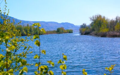 Fourth year of drought means minimal outflows from Okanagan Lake